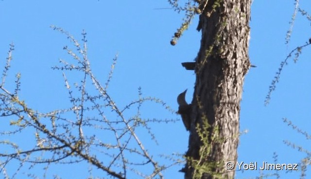 Gray-headed Woodpecker (Gray-headed) - ML201093991