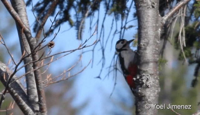 Great Spotted Woodpecker - ML201094011