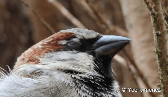 House Sparrow - ML201094061