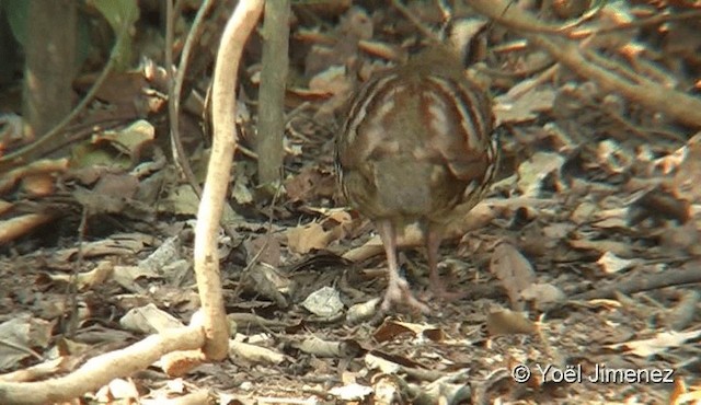 Bar-backed Partridge - ML201094071