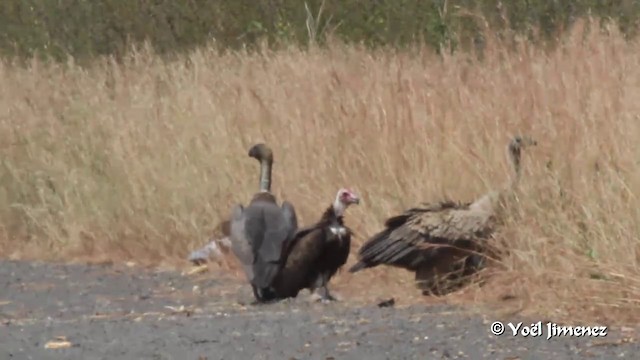 Rüppell's Griffon - ML201094091