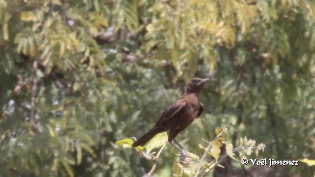 Northern Anteater-Chat - ML201094101