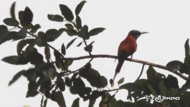 Northern Carmine Bee-eater - ML201094111