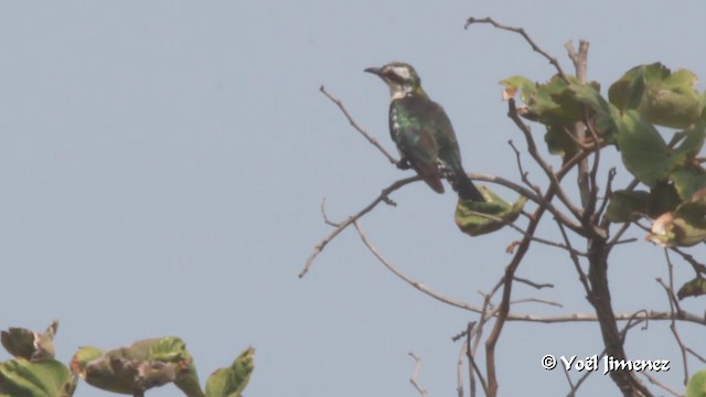 Dideric Cuckoo - ML201094151