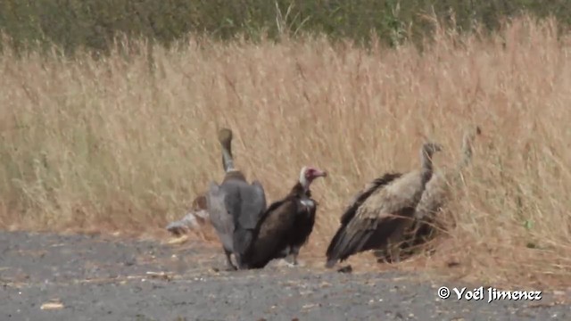 White-backed Vulture - ML201094191