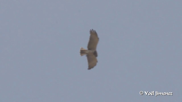 Beaudouin's Snake-Eagle - ML201094211