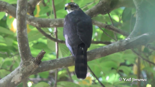 African Goshawk (Banded) - ML201094221