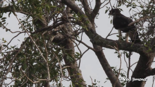 African Hawk-Eagle - ML201094261