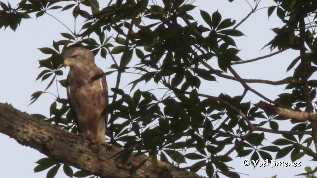 Banded Snake-Eagle - ML201094291