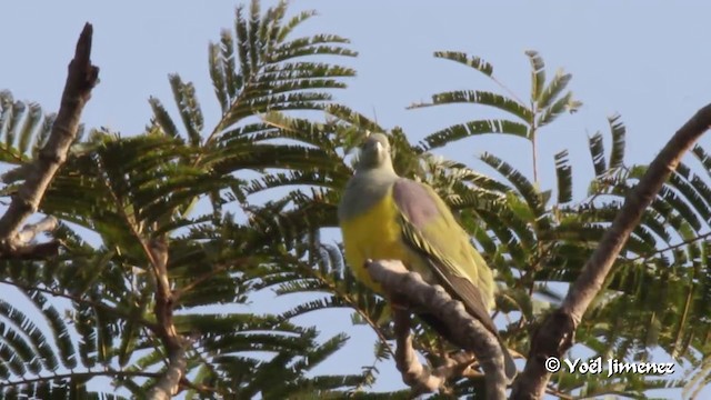 Bruce's Green-Pigeon - ML201094301