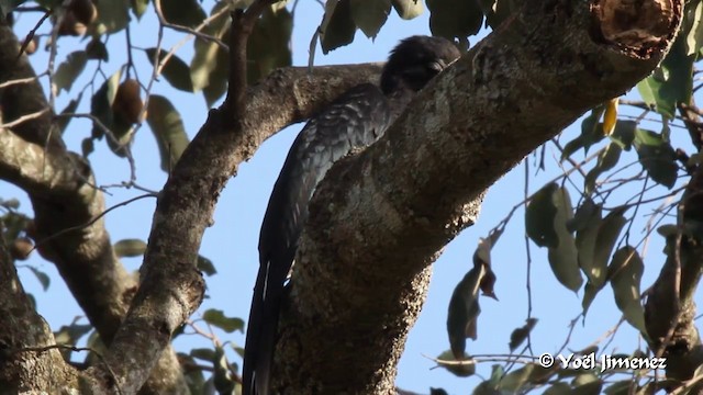 West African Pied Hornbill - ML201094311