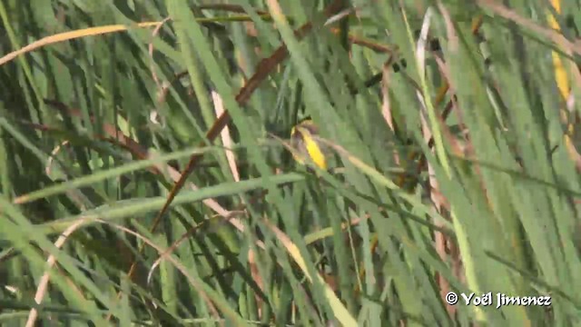 Yellow-crowned Bishop - ML201094321