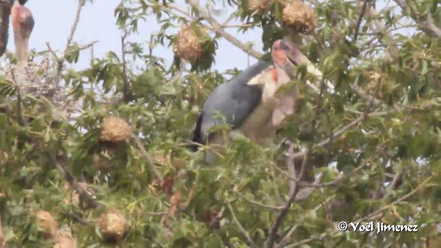 Marabou Stork - ML201094351