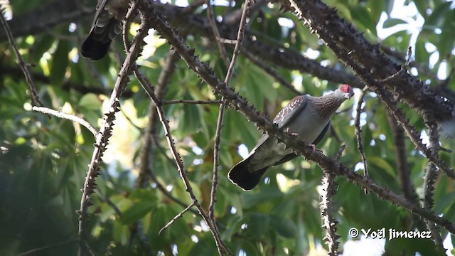 Крапчатый голубь - ML201094391