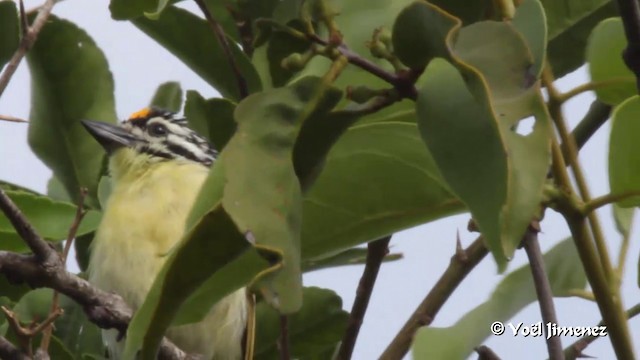 Yellow-fronted Tinkerbird - ML201094401