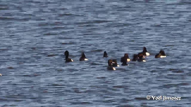 Lesser Scaup - ML201094421