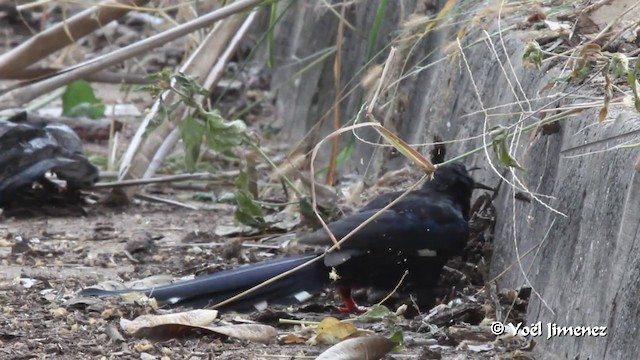 Green Woodhoopoe - ML201094431