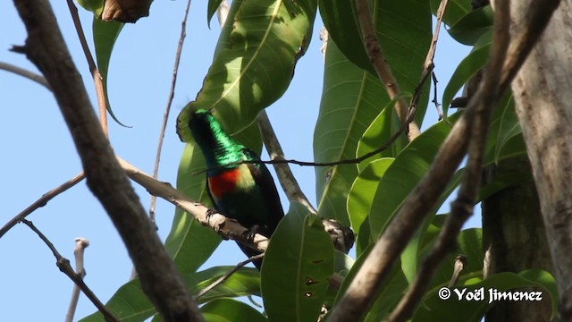 Beautiful Sunbird (Beautiful) - ML201094441