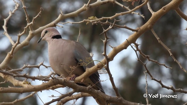 Vinaceous Dove - ML201094451