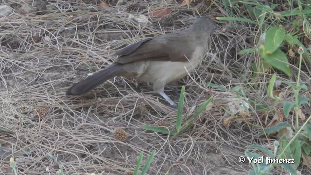 Brown Babbler - ML201094461