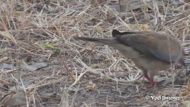 Laughing Dove - ML201094481