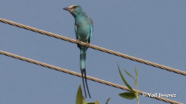 Abyssinian Roller - ML201094491