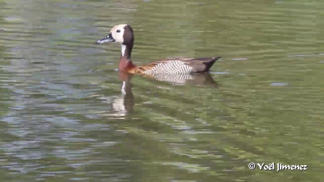 White-faced Whistling-Duck - ML201094501