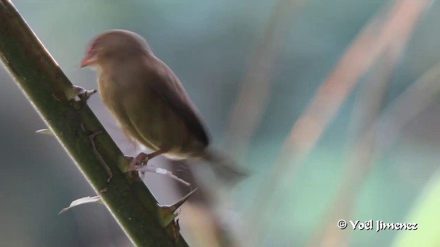 Red-billed Firefinch - ML201094511