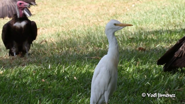 Египетская цапля (ibis) - ML201094521