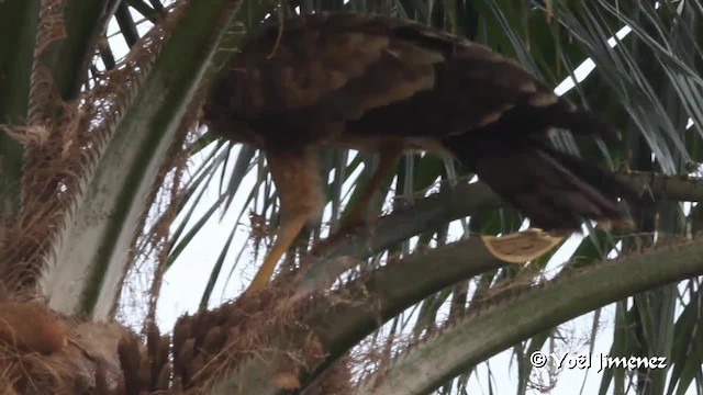 African Harrier-Hawk - ML201094591