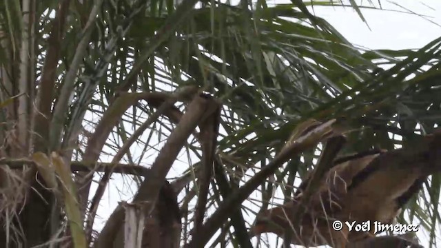 African Harrier-Hawk - ML201094601