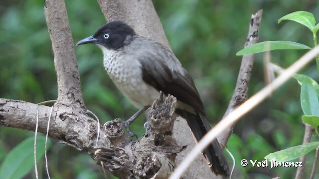 Blackcap Babbler (Blackcap) - ML201094611