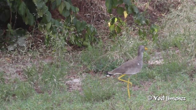 Wattled Lapwing - ML201094621