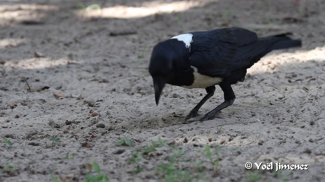 Pied Crow - ML201094651