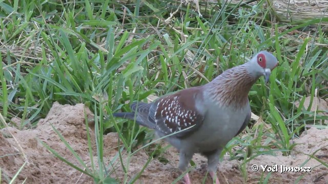 Speckled Pigeon - ML201094661