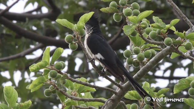 Levaillant's Cuckoo - ML201094681