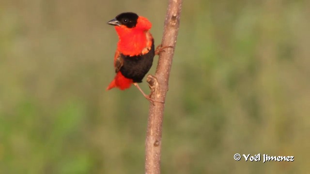 Northern Red Bishop - ML201094731