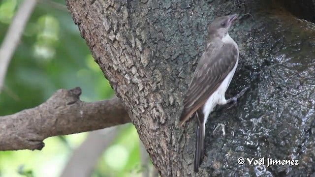 Воскоїд великий - ML201094741