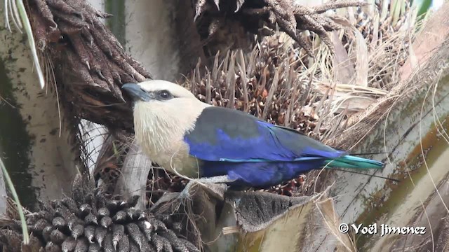 Blue-bellied Roller - ML201094781