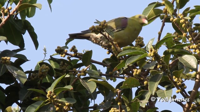 African Green-Pigeon (African) - ML201094801