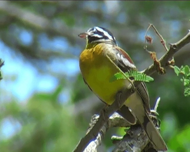 Golden-breasted Bunting - ML201094821