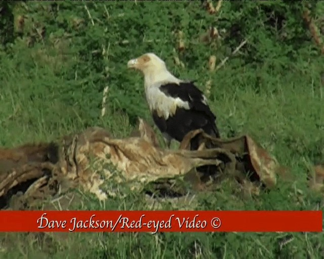 Palm-nut Vulture - ML201094831