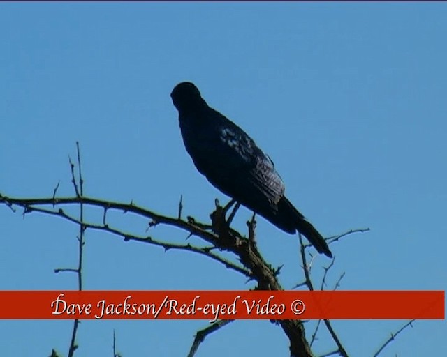 Burchell's Starling - ML201094841