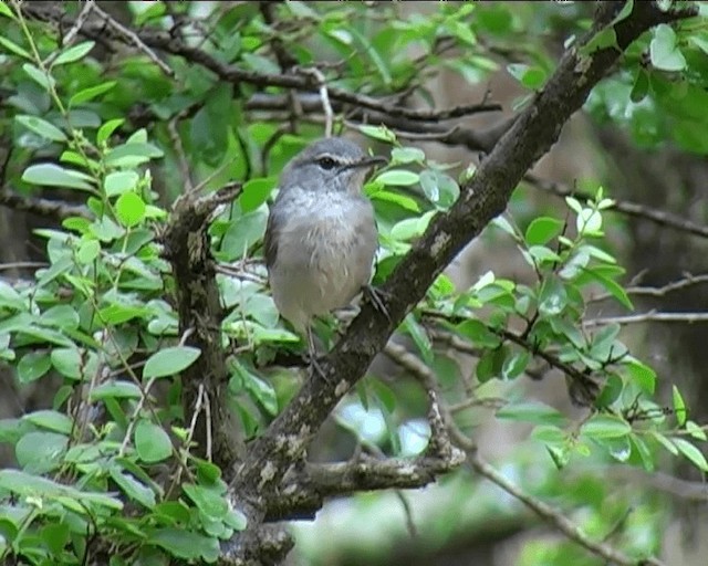 Papamoscas Cenizo - ML201094851