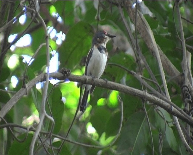 hvitvingepløsøye - ML201094891