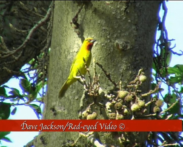 Spectacled Weaver (Black-throated) - ML201094901