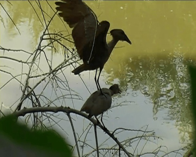 Hamerkop - ML201094911