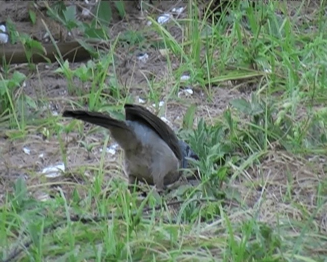 Brown Babbler - ML201094941