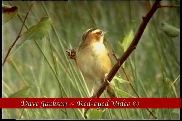 Aquatic Warbler - ML201094961