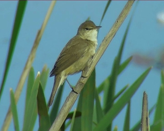 Common Reed Warbler (Common) - ML201094971